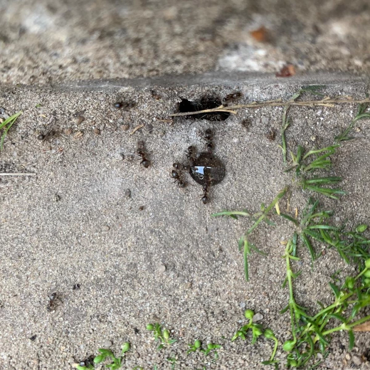 Merkloos HomeGard Mieren Gel 2 Merkloos HomeGard Mieren Gel - Afbeelding 2