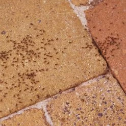 HGX Mierenpoeder - NL-0017904-0002 - 75gr- Bestrijdt Het Gehele Nest - Werkt Binnen Een Uur - Voor Buiten -Gardena Winkel 1200x1200 2646