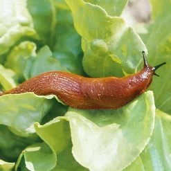 HGX Natuurvriendelijke Korrels Tegen Slakken - 12774N - 400gr - Doodt Slakken Direct - Veilig Voor Andere Dieren -Gardena Winkel 1200x1200 2650