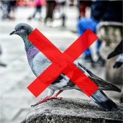 Merkloos 3 X Duivenverjager Kraai - Vogelverschrikker - Vogelverjager - Kunststof Kraaien -Gardena Winkel 1200x1200 2727