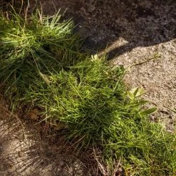 Kantensnijder -Gardena Winkel 1200x1200 964