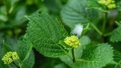 ECOstyle Promanal-R Spray Gebruiksklaar - Insecten Bestrijdingsmiddel Voor Spint, Wolluis En Dopluis - Binnens- En Buitenshuis- 100% Plantaardig - 500 ML -Gardena Winkel 1200x675 55