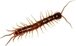 HGX Spray Tegen Kruipend Ongedierte - 12910N - 400ml - Zeer Krachtig Middel - Vlekvrij - Werkt Tot 6 Weken -Gardena Winkel 1200x728 5