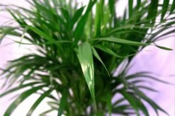 Pokon Powerspray Kamerplanten 300ml -Gardena Winkel 1200x796 10