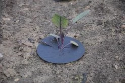 Schachti Koolkraag Tegen Koolvlieg - Voorkom Koolvlieg - 25 Stuks - Ongediertewering - Makkelijk Bruikbaar