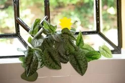 Decofixer - Vliegjes In Plant Vanger - Rouwvliegjes Bestrijden - Varenrouwmug Plakstrips - Plakkaartjes - Vangplaatjes - Potgrondvliegjes -20 Stuks -Gardena Winkel 1200x798 42