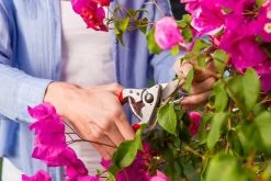 Felco 14 Snoeischaar | Ergonomisch | Voor Kleine Handen 5 Felco 14 Snoeischaar | Ergonomisch | Voor Kleine Handen -Gardena Winkel 1200x800 127