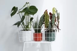 Elho B.for Soft Rond 25 - Bloempot Voor Binnen - Ø 24.7 X H 23.3 Cm - Antraciet -Gardena Winkel 1200x800 469