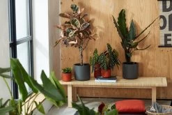 Elho B.for Soft Rond 30 - Bloempot Voor Binnen - Ø 29.5 X H 27.6 Cm - Wit -Gardena Winkel 1200x800 473