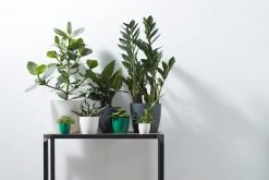 Elho B.for Soft Rond 30 - Bloempot Voor Binnen - Ø 29.5 X H 27.6 Cm - Antraciet -Gardena Winkel 1200x800 487