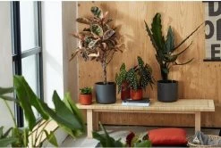 Elho B.for Soft Rond 35 - Bloempot Voor Binnen - Ø 34.5 X H 32.3 Cm - Antraciet -Gardena Winkel 1200x807 7