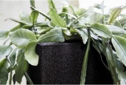 Capi Europe - Bloempot Vierkant Smooth NL - 30x30x30 - Zwart - Voor Binnen En Buiten - KBL902 -Gardena Winkel 1200x813 11