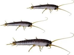 HGX Spray Tegen Zilvervisjes - 13463N - 400ml - Effectief Tegen Zilvervisjes - Vlekvrij - Werkt Tot 6 Weken -Gardena Winkel 1200x887 3