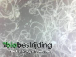 Rouwvliegjes Bestrijden Met Aaltjes - Voor 20m² Of Circa 50 Kamerplanten - 10 Mln Steinernema Feltiae - Aaltjes Tegen Rouwvliegjes - Biologisch Bestrijden -Gardena Winkel 1200x894 2