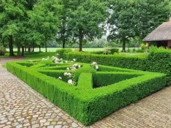 Topbuxus Buxus Health Mix -Gardena Winkel 1200x899 33