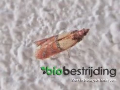 Feromoonval Voedselmotten - Monitoren Van Voedselmotten - Bestrijding - Motten - Motten Bestrijden - Mottenval Voedselmotten - Anti Motten - Feromoon Mottenval - Voedselmotten - Vangplaten En Vanglinten - Biologisch Bestrijden -Gardena Winkel 1200x900 113