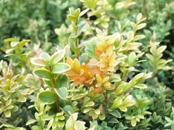 TOPBUXUS GROW 5kg Voor 100m2 Buxus, Geen Gele Blaadjes -Gardena Winkel 1200x900 91