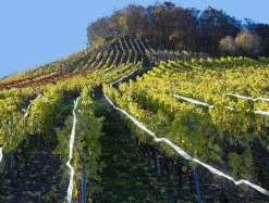 Merkloos Duivenverjager - Vogelverjager - Duivenwering - Vogelverschrikker - Geluid Door Beweging - Reiger - Kraai - Holografisch Duiven Lint - Reigerverschrikker - Alternatief Voor Duivenpinnen Of Vogelnet - Diervriendelijk - 80m Tape -Gardena Winkel 1200x910 4