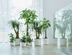 Elho B.for Soft Rond 30 - Bloempot Voor Binnen - Ø 29.5 X H 27.6 Cm - Wit -Gardena Winkel 1200x916 5