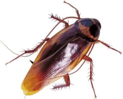 HGX Spray Tegen Kruipend Ongedierte - 12910N - 400ml - Zeer Krachtig Middel - Vlekvrij - Werkt Tot 6 Weken -Gardena Winkel 1200x960 20