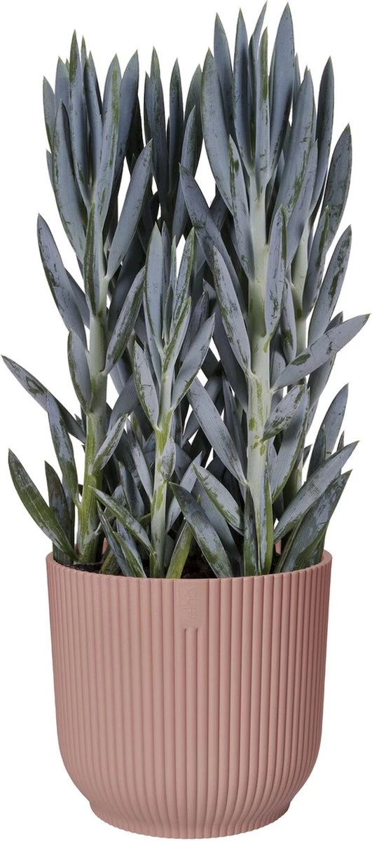 Elho Vibes Fold Rond 30 - Bloempot Voor Binnen - Ø 29.5 X H 27.2 Cm - Delicaat Roze 2 Elho Vibes Fold Rond 30 - Bloempot Voor Binnen - Ø 29.5 X H 27.2 Cm - Delicaat Roze - Afbeelding 2