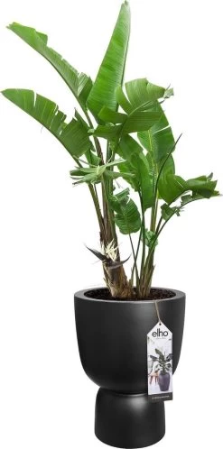 Elho Pure Coupe 41 - Bloempot Voor Binnen & Buiten - Ø 41.3 X H 57.9 Cm - Zwart/Zwart -Gardena Winkel 595x1200 2
