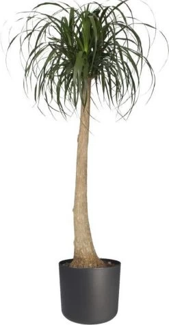 Elho B.for Soft Rond 35 - Bloempot Voor Binnen - Ø 34.5 X H 32.3 Cm - Antraciet -Gardena Winkel 627x1200 2