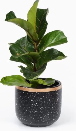 Bloempotten Binnen - Keramiek - Gouden Rand - Bloempot Buiten - Afvoergat 24 - Small Set Van 3 - 15 Cm -Gardena Winkel 695x1200 10