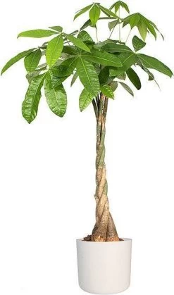 Elho B.for Soft Rond 30 - Bloempot Voor Binnen - Ø 29.5 X H 27.6 Cm - Wit -Gardena Winkel 708x1200 2