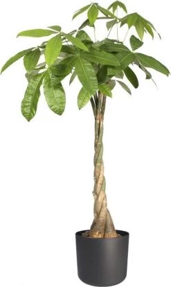 Elho B.for Soft Rond 35 - Bloempot Voor Binnen - Ø 34.5 X H 32.3 Cm - Antraciet -Gardena Winkel 714x1200 5