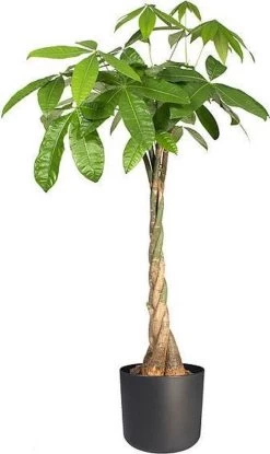 Elho B.for Soft Rond 30 - Bloempot Voor Binnen - Ø 29.5 X H 27.6 Cm - Antraciet -Gardena Winkel 714x1200 7