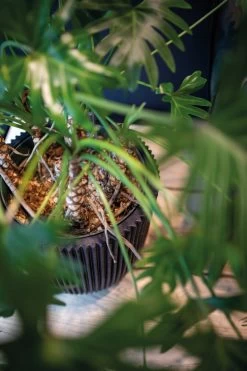 Capi Europe - Bloempot Bol Groove NL - 43x41 - Zwart - Voor Binnen En Buiten - KGVBL933 -Gardena Winkel 799x1200 109