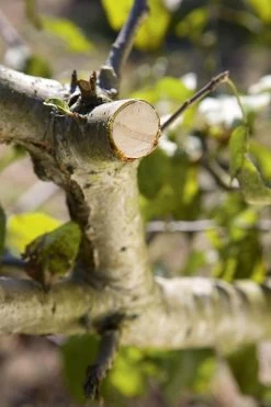 GARDENA - Comfort - Hefboomsnoeischaar Smartcut - Snoeischaar - Takdikte Max. 22 Mm -Gardena Winkel 799x1200 6