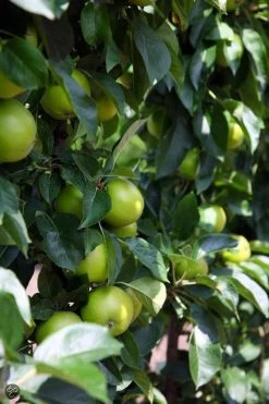 ECOStyle Vinassekali Organische Meststof - Vuor Kaliumtekort - Voor Moestuin, Siertuin En Fruit - Hoger Weerstand Tegen Droogte & Vorst - 15M² - 800 GR -Gardena Winkel 800x1200 148