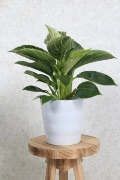 WL Plants - Bloempot Binnen - Set Van 4 - Dawn Ø12 Wit - Luxe Bloempotten Voor Binnen - Bloempotten Voor Buiten - Bloembak & Plantenpot - Hoogte 12,5 Cm - Keramisch Met Hoogwaardige Afwerking -Gardena Winkel 800x1200 155