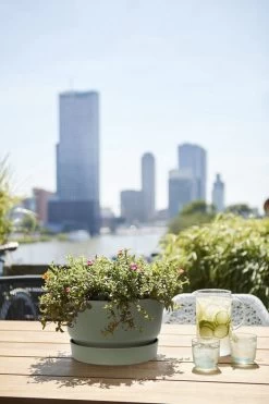 Elho Greenville Schaal 33 - Bloempot Voor Buiten - Ø 32.5 X H 19.4 Cm - Groen/Blad Groen -Gardena Winkel 800x1200 162