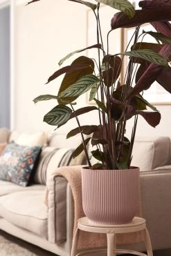 Elho Vibes Fold Rond Wielen 35 - Bloempot Voor Binnen - Ø 34.9 X H 32.4 Cm - Delicaat Roze -Gardena Winkel 800x1200 163