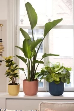 Elho Vibes Fold Rond 25 - Bloempot Voor Binnen - Ø 25.0 X H 23.0 Cm - Delicaat Roze -Gardena Winkel 800x1200 167