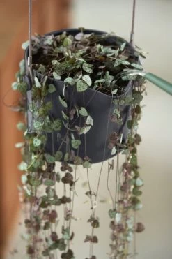 Elho B.for Swing 18 Hangpot - Bloempot Voor Binnen - Ø 18.0 X H 16.5 Cm - Zwart/Antraciet -Gardena Winkel 800x1200 190