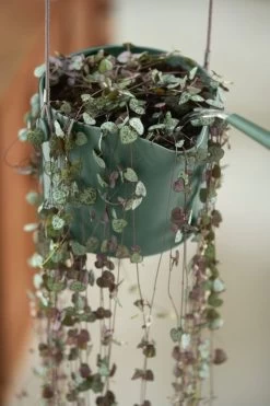 Elho B.for Swing 18 Hangpot - Bloempot Voor Binnen - Ø 18.0 X H 16.5 Cm - Groen/Blad Groen -Gardena Winkel 800x1200 195