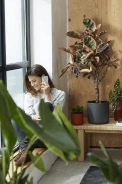 Elho B.for Soft Rond 35 - Bloempot Voor Binnen - Ø 34.5 X H 32.3 Cm - Antraciet -Gardena Winkel 800x1200 197