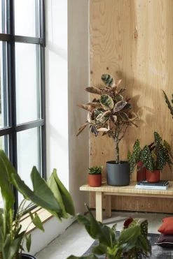 Elho B.for Soft Rond 35 - Bloempot Voor Binnen - Ø 34.5 X H 32.3 Cm - Antraciet -Gardena Winkel 800x1200 198