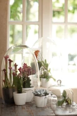 Elho B.for Soft Rond 35 - Bloempot Voor Binnen - Ø 34.5 X H 32.3 Cm - Antraciet -Gardena Winkel 800x1200 200