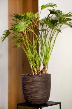 Capi Europe - Bloempot Bol Rib NL - 43x41 - Antraciet - Voor Binnen En Buiten - KOFZ933 -Gardena Winkel 800x1200 205