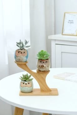 Luxe Bamboe Houten Boom Met 3 Keramiek Uil Bloempotten/Plantenpotten Op Standaard/Voet Voor Binnen En Buiten - Modern Design Bloempot/Plantenpot Op Poten/Pootjes-Plantenbak Mini Cactus Nep Plant Pot Houder - Kleine Bloembakken Plantenrek/Plantenkurk -Gardena Winkel 800x1200 214