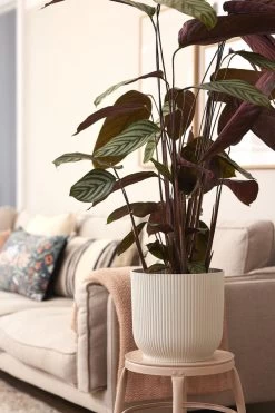 Elho Vibes Fold Rond Wielen 35 - Bloempot Voor Binnen - Ø 34.9 X H 32.4 Cm - Zijdewit -Gardena Winkel 800x1200 219