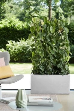 Elho Vivo Structure Finish Lang 90 - Plantenbak Voor Binnen & Buiten - Ø 88 X H 41 - Wit 34 Elho Vivo Structure Finish Lang 90 - Plantenbak Voor Binnen & Buiten - Ø 88 X H 41 - Wit -Gardena Winkel 800x1200 223