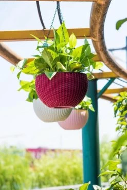 Hangpot Kunststof – Bloempot Hangend – Binnen & Buiten- Plantenhanger –Incl. Afvoerstop – 26 Cm - Zwart -Gardena Winkel 801x1200 34