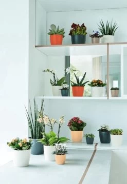 Elho B.for Soft Rond 35 - Bloempot Voor Binnen - Ø 34.5 X H 32.3 Cm - Antraciet -Gardena Winkel 825x1200 22