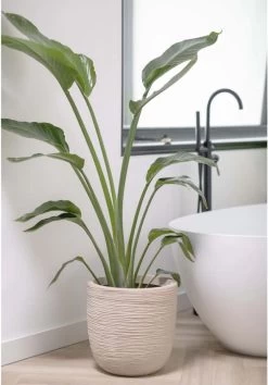 Capi Europe - Bloempot Bol Waste Rib NL - 35x34 - Terrazzo Beige - Voor Binnen En Buiten - KTBR932 -Gardena Winkel 837x1200 5